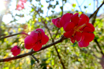 Bonetero -<i>Euonymus europaeus</i>- en la colina de la Palomera.