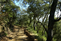 Bosque de alcornoques en la colina de la Palomera.