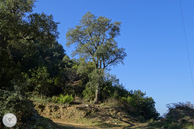 Ruta de las canteras de la Cellera de Ter 1 