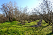 Campos de avellanos en Amer.