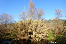 Carrizales en el río Brugent.