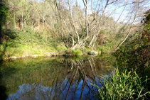 Vegetación de ribera en el río Brugent.