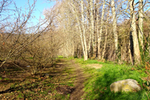 Hileras de plátanos en la orilla del río Brugent.