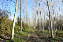 Plantaciones de chopos en la orilla del Ter.