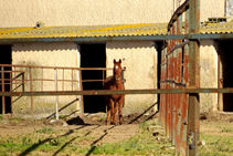 Centro Hípico de Vidreres.