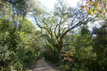 El bosque de los pantanos d´en Llobet.