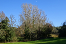 Bosque de ribera en el arroyo de Llobet.