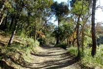 Camino a través del bosque de alcornoques.