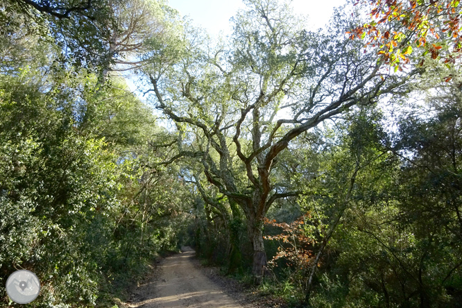 Ruta de los pantanos de Llobet en Vidreres 1 