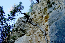 Encina sobre el túnel del Agua.