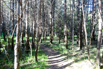 Llano del castillo de Roset.