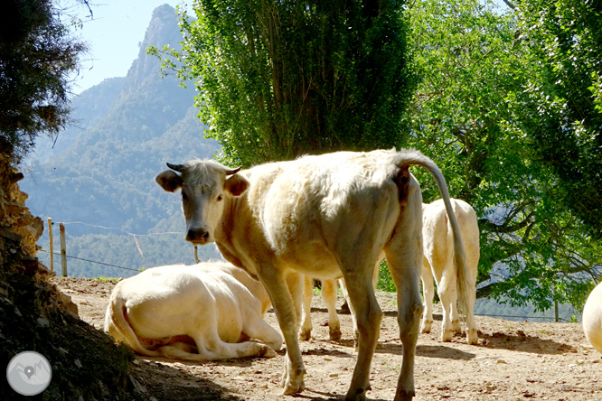 Por los alrededores de Vilada en el Berguedá 1 