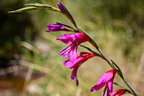 Detalle de la flora que podemos encontrar en esta región del norte del Baix Llobregat.