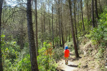 Tramo de sendero muy agradable a través del bosque de pino carrasco.
