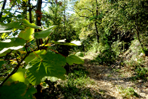 Árboles caducifolios en el robledal.