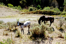 Caballos pastando en la entrada de Berga.