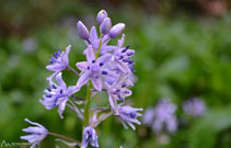 "Joliu" (<i>Scilla lilio-Hyacinthus</i>), planta que da nombre al tipo de hayedos típicos del Puigsacalm: el hayedo con "joliu".
