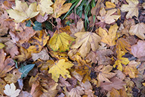 Hojas de otoño en el valle de Marfà.