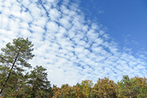 Cielo con cirrocúmulos.