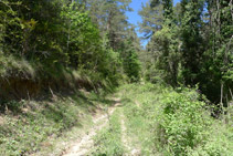 La pista se convierte en un sendero antes de llegar al collado de Gavatx.