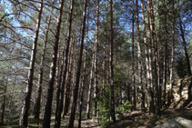 Bosque de pino rojo.