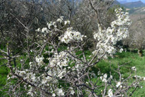 Almendros en flor.