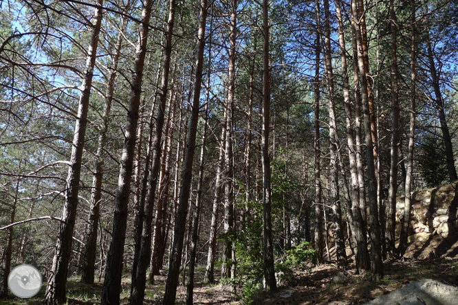 Camino antiguo del santuario de Montgrony desde Gombrèn 1 