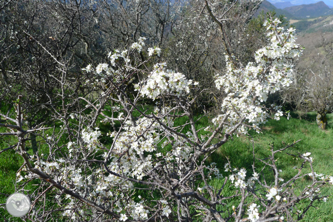 Camino antiguo del santuario de Montgrony desde Gombrèn 1 