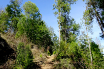 Bosques de pino en la Alzina.