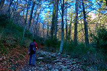 Camino dentro del bosque.