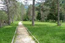 Avanzamos en direcció SE por un bosque de pinos.