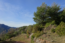 Bosques de pino rojo en la sierra de Puig d´Estela.