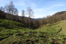 Abedules y robles en el camino real de Ripoll a Olot.