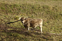 Vacas pasturando en los prados cercanos a Vallfogona.