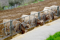 Granja en Balestui.