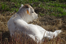 Un ternero yaciendo en un prado de siega.