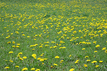 Espectacular alfombra amarilla de diente de león (<i>Taraxacumofficinalis</i>) y de achicoria (<i>Taraxacumpyrenaicum</i>).