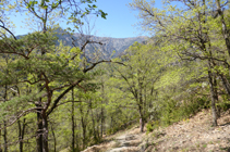 Bosque de roble.