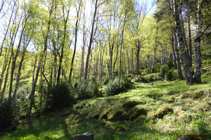 Bosques de abedules en la fuente Freda.