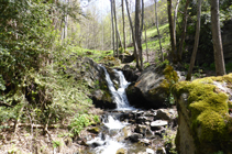 Bosque de ribera en el río de Llumeneres.