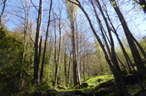 Bosque de ribera en el río de Llumeneres.