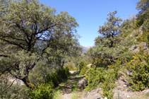 Encinar en el camino de Sant Martí.