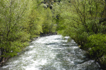 Bosque de ribera en el río Valira.