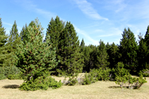 Bosque de pino negro con enebro.