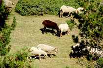 Ovejas en Prat Major.