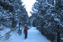 Subiendo por un bonito bosque de pino negro.