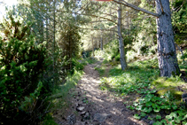 Ganamos altura por el interior de un bosque de pino rojo.