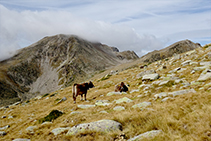 Vacas pasturando en los prados alpinos cercanos a la cresta fronteriza con Andorra.