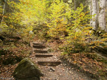 El sendero está bien mantenido con troncos de madera que hacen de escaleras.