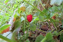 Las fresas silvestres, un pequeño tesoro que podemos encontrar en bosques o zonas sombrías.